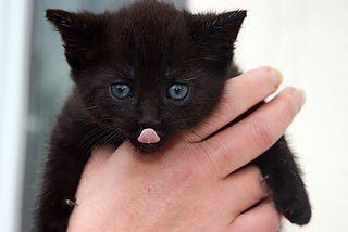 A Feline Tale For Humans