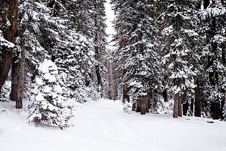 trees covered in snow in forest near Lake Tahoe, CA/NV