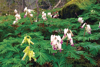 Woodland wildflowers and the creatures they depend on