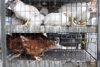 Red State Voters: You Thought you were Foxes, but you Live in the Henhouse