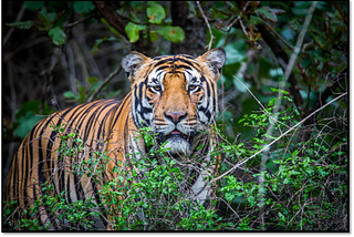 How Many Days Are Enough For Ranthambore National Park Trip?