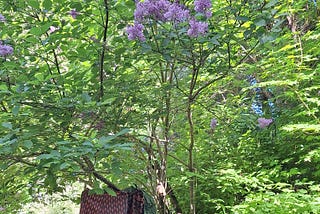 Washing Kimono Trousers in the Forest