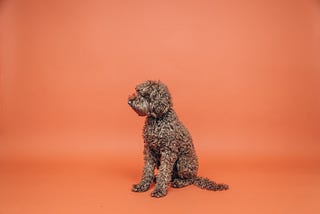 Poodlemania