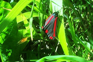 Red Butterfly Part 1 of 2