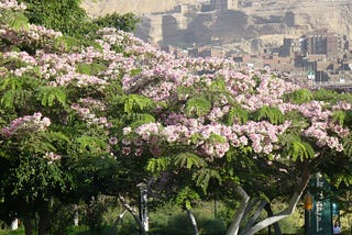 Taken in Cairo, Egypt in 08/2009