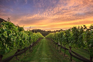 Sunset over a green track through a vineyard, with wooden fences to either side.