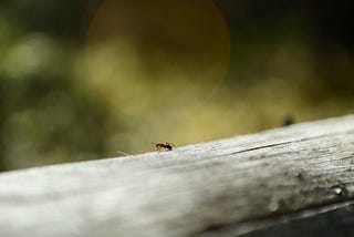 the ant on my balcony railing