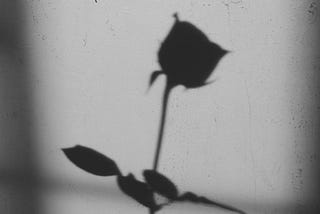 Shadow of a rose on the wall.