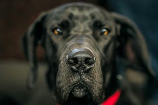 Dog ‘nose’ best!