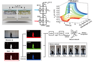 Self-Powered Artificial Synapse Mimics Human Color Vision