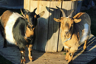 How My Goats Have Saved Me