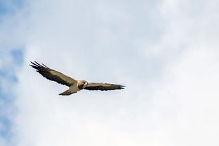 hawk flying across the sky