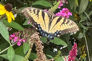 Did I Stumble on the Butterfly’s Little Known Sanctuary?