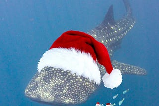 A whale shark swimming with little fish. Shark and a few of the little fish are wearing santa hats.