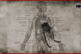 Misunderstood Monsters: On Death, Disease, and THE FLY