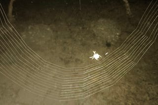 War with Spring Webs