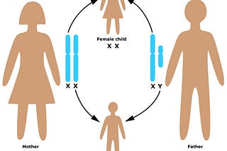 Biology XX / XY