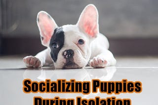 Socializing Puppies During Isolation