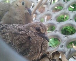 Spring Means Nesting Time for Urban Birds