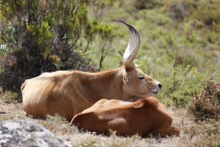 Online Wildlife Trafficking during Lockdown