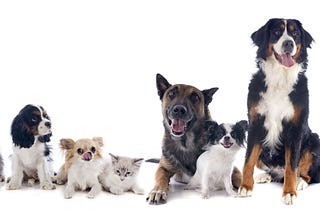 What if Animal Shelters didn’t exist?
