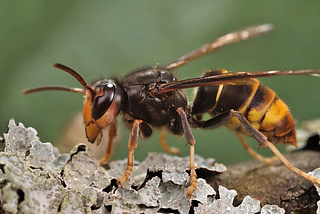 The murder hornet’s cousin has been found in South Carolina