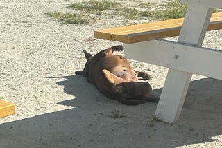 Fido, Felines and Fantastic Finds