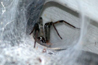 Spiders and Snakes and Writing Residencies in the Woods