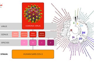 COVID19 and other coronaviruses: how bioinformatics can help us understand emerging pathogens