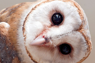 The Owl and Its Parabolic Face