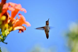 Birds in Fight