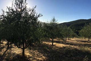 The ironies and risks of farming and the natural world — the fire’s bite.