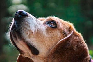 Can Your Dog be Trained to Smell Cancer?