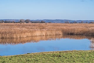 Tidal Reed Beds at Blacktoft Sands, East Yorkshire, England