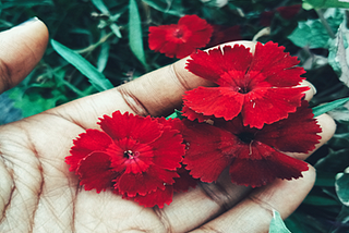 Of flowers that take ages to bloom…