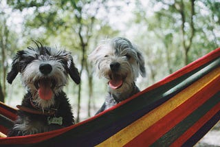 Top 5 dog friendly resorts around Bangalore