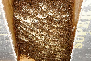 A Wall Full Of Bees