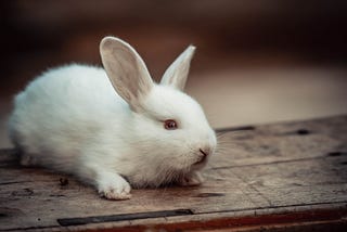 A white rabbit on a desk