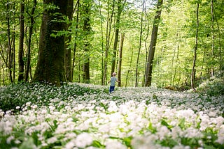 Child walking through forest blanketed with white flowers