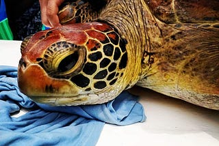 A Model Example of Community-Based Conservation