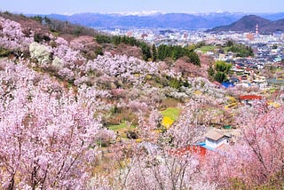 A panoramic view of Hanamiyama Park in full bloom, with vibrant cherry blossoms and other flowering trees covering the hillsides, set against the backdrop of Fukushima City and distant snow-capped mountains.