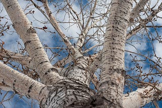 The White Winter Tree