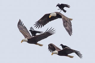 The Story Behind this Incredible Photo of a Crow Riding an Eagle