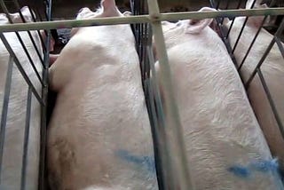 5 Facts about Factory Farming You Should Know