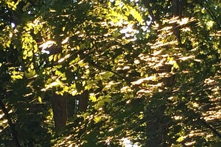 Warm summer sun slants down from the upper right onto leafy branches in the foreground, while the copse in the background remains shady and cool, with only occasional rays and pools of light.