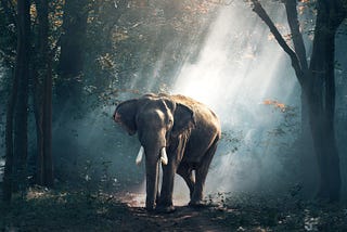 The Elephant Who Wanted to Forget