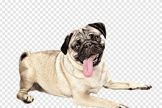Pug and the art of being Entreprenuer