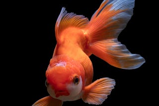 Der Goldfisch und das Bewusstsein