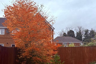 【曼城周記】病忙書