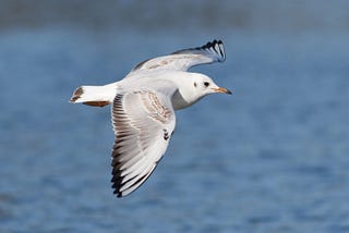 The Little Seagull and the Goose of Freiburg